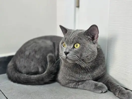 Kedi Hastamız