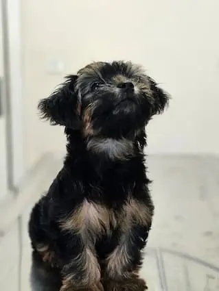 Sevimli Köpek Hastamız