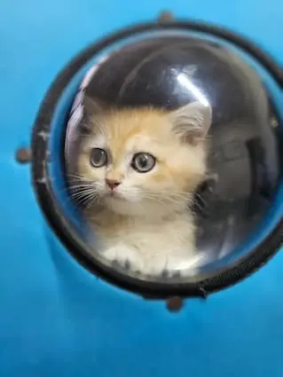 Sevimli Kedi Hastamız
